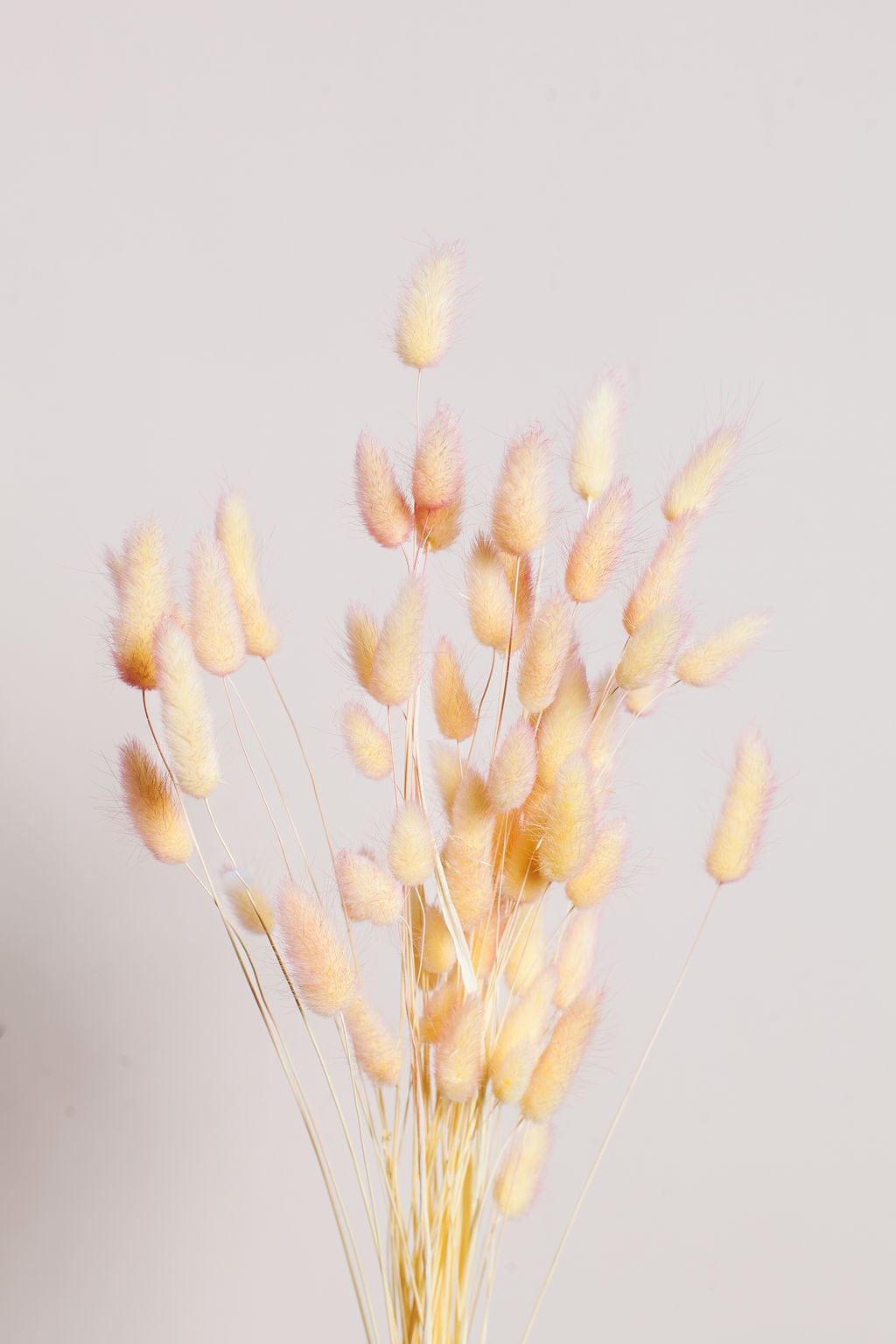 Orange Peach Dried Flowers