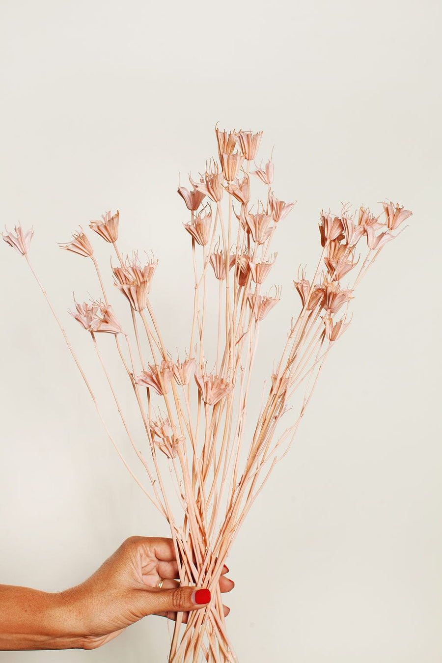 Idlewild Floral Co. Blush Nigella