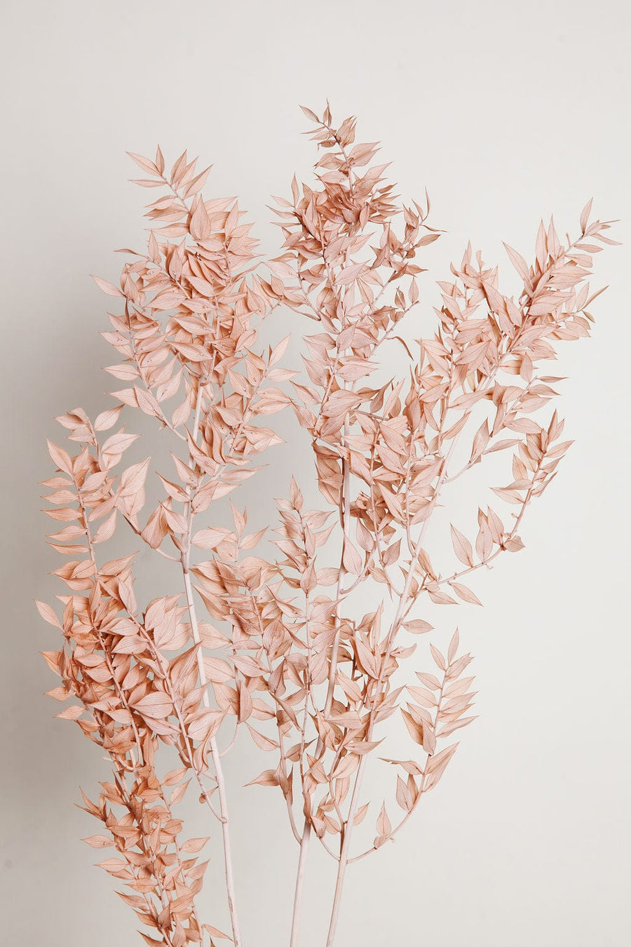 Bunches Blush Ruscus send a bouquet- the best flower delivery