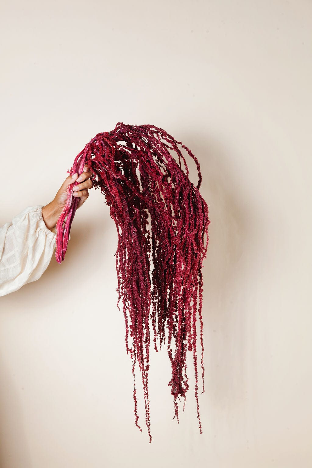 burgundy hanging plant Burgundy Hanging Amaranthus – Idlewild Floral Co