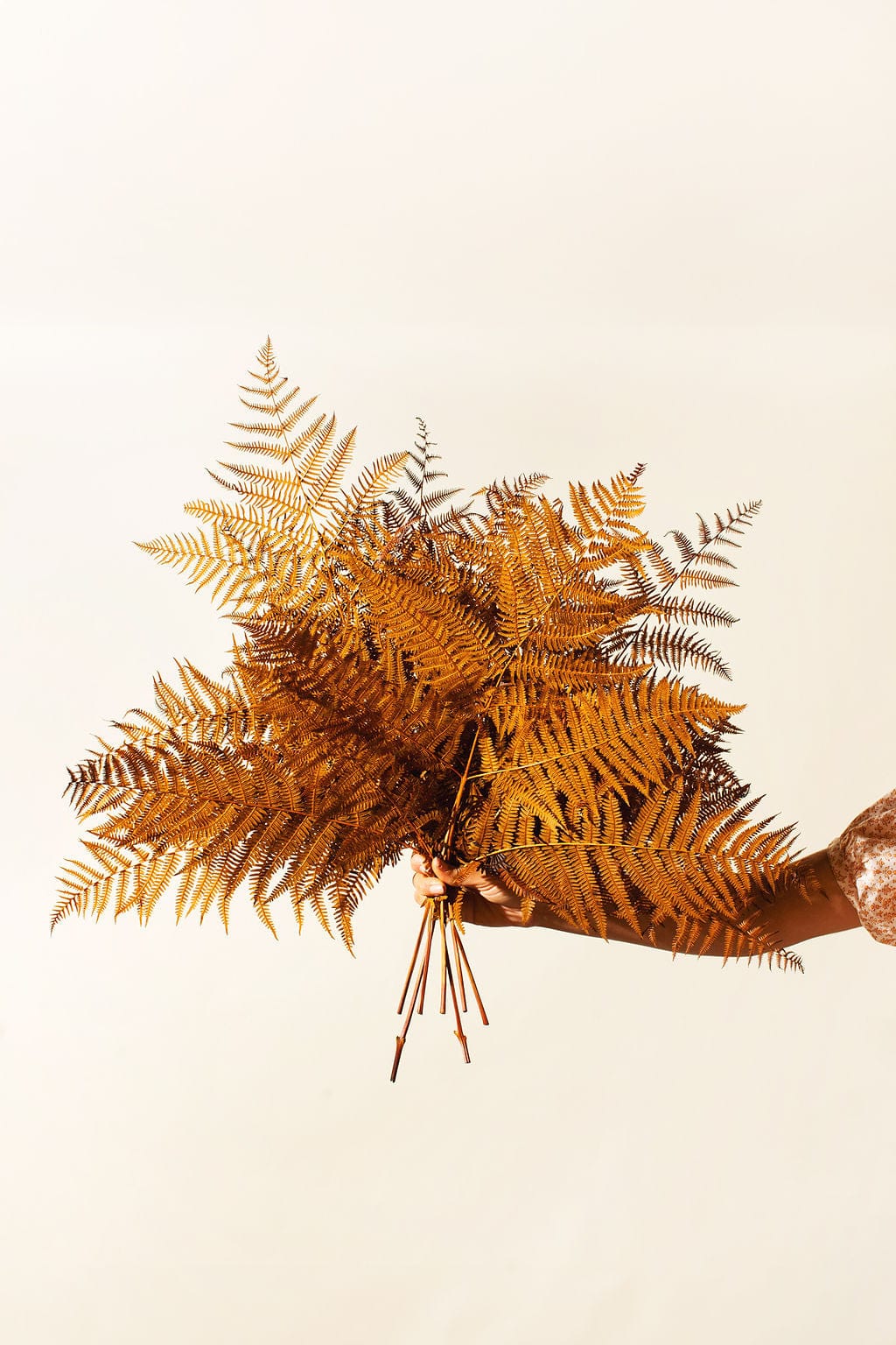 Idlewild Floral Co. Copper Bracken Fern