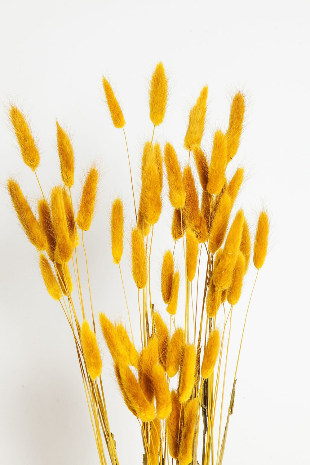 Bunches Dried Mustard Bunny Tail send a bouquet- the best flower delivery