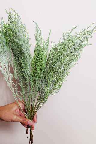 Idlewild Floral Co. Green Stoebe