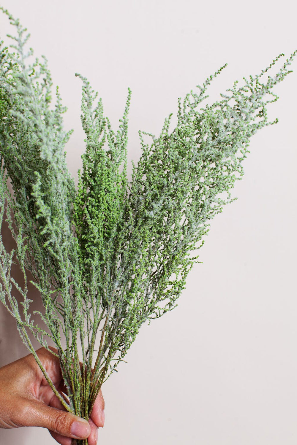 Idlewild Floral Co. Green Stoebe