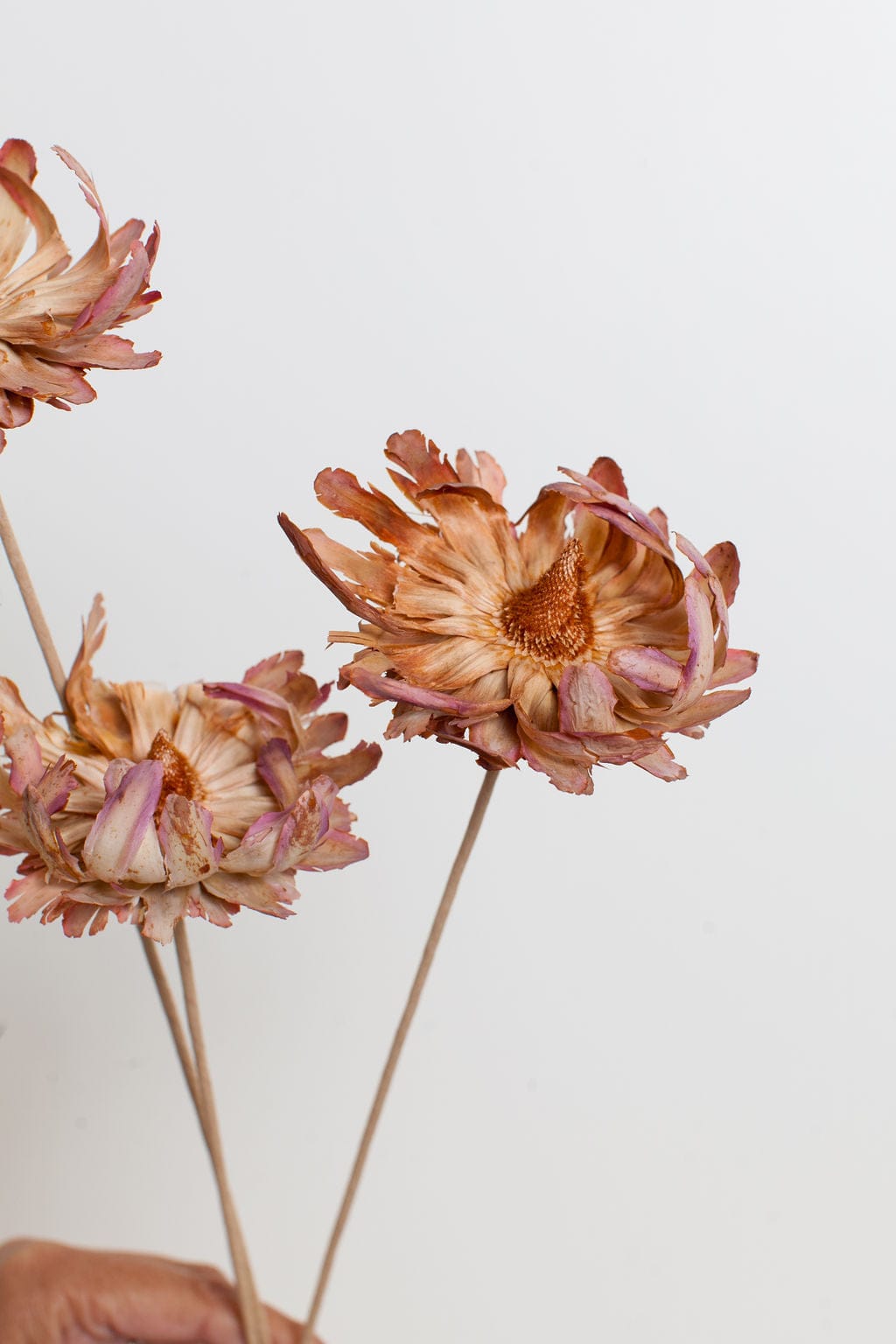 Bunches Phoenix Flower send a bouquet- the best flower delivery