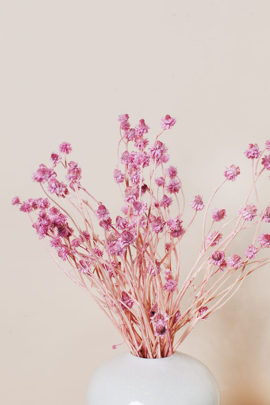 Bunches Pink Ammobium Daisy send a bouquet- the best flower delivery