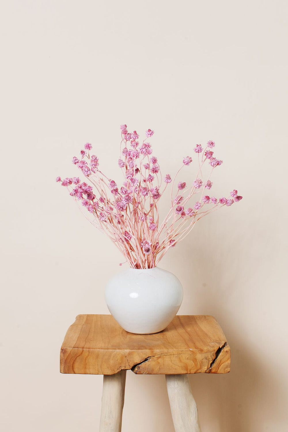 Bunches Pink Ammobium Daisy send a bouquet- the best flower delivery