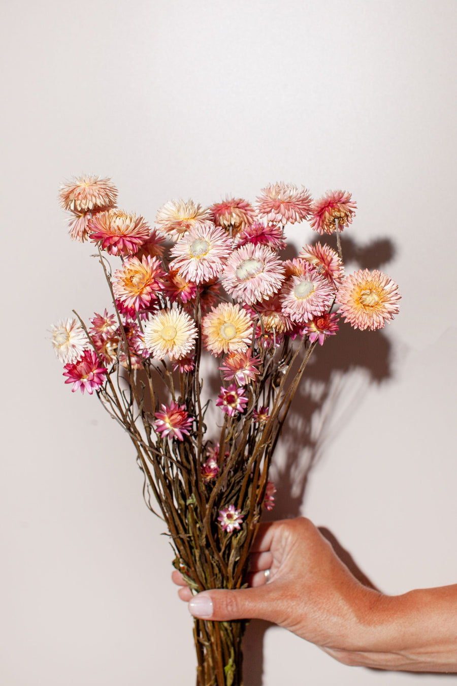 Idlewild Floral Co. Bunches Pink Strawflower