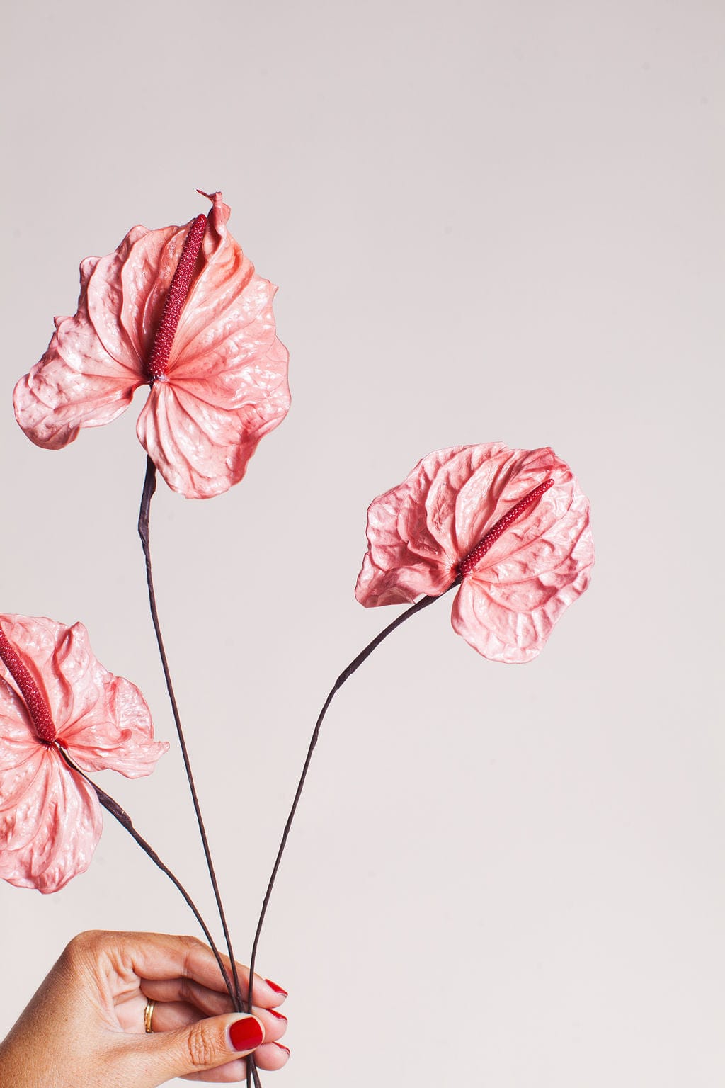 Preserved Pink Anthurium Flower | Bulk Dried Flowers | Idlewild