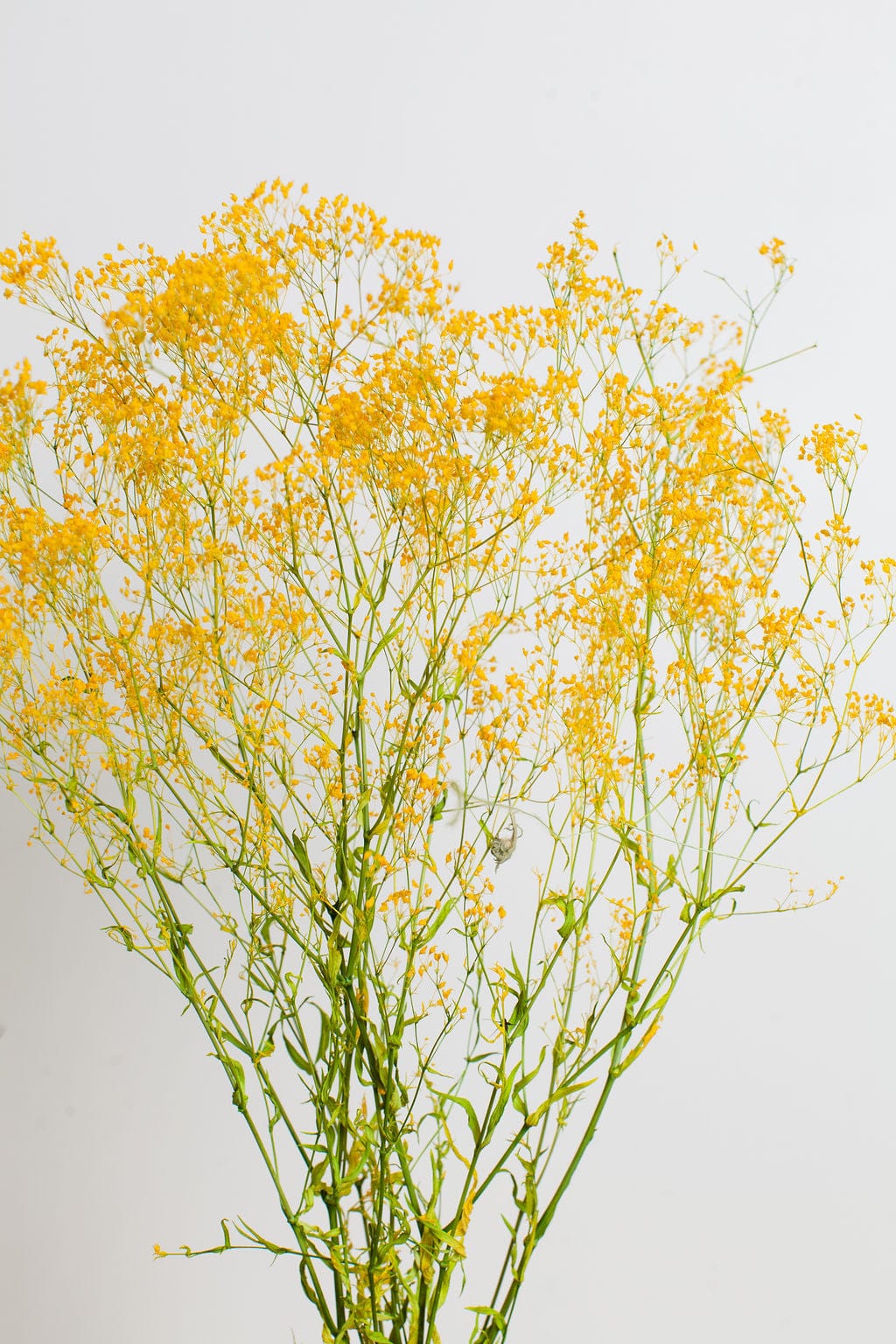 Bunches Preserved Yellow Baby's Breath send a bouquet- the best flower delivery