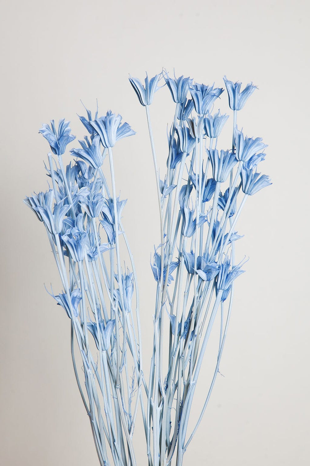 Bunches Sky Blue Dried Nigella send a bouquet- the best flower delivery