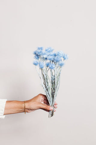 Idlewild Floral Co. Bunches Sky Blue Preserved Silver Daisy