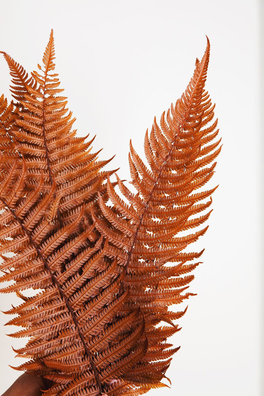 Bunches Terra Cotta Parchment Fern send a bouquet- the best flower delivery