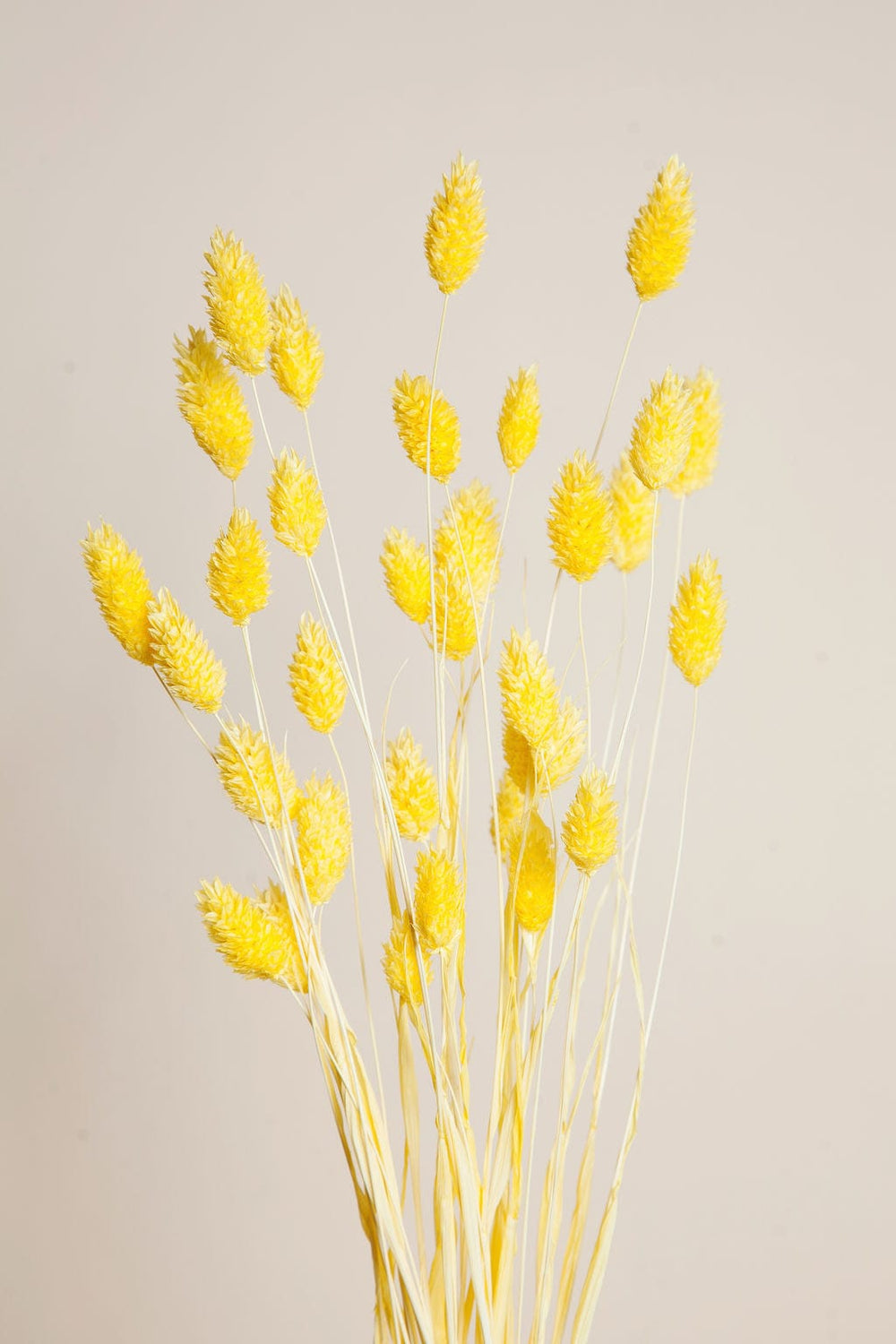 Bunches Yellow Dried Phalaris send a bouquet- the best flower delivery