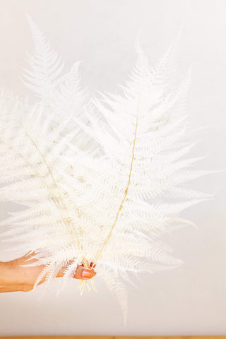 Idlewild Floral Co. Bleached White Fern
