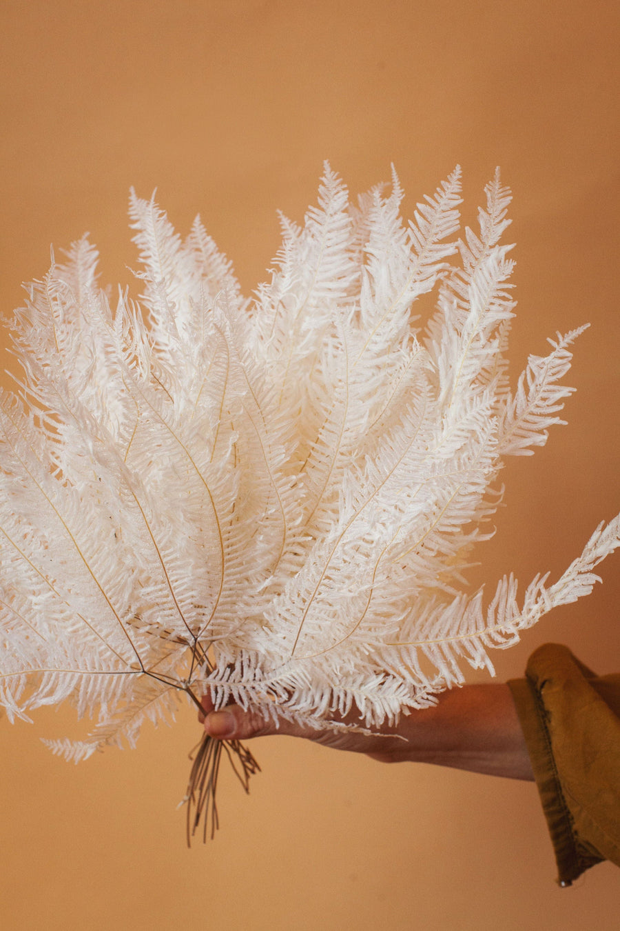 Idlewild Floral Co. Bleached White Star Fern