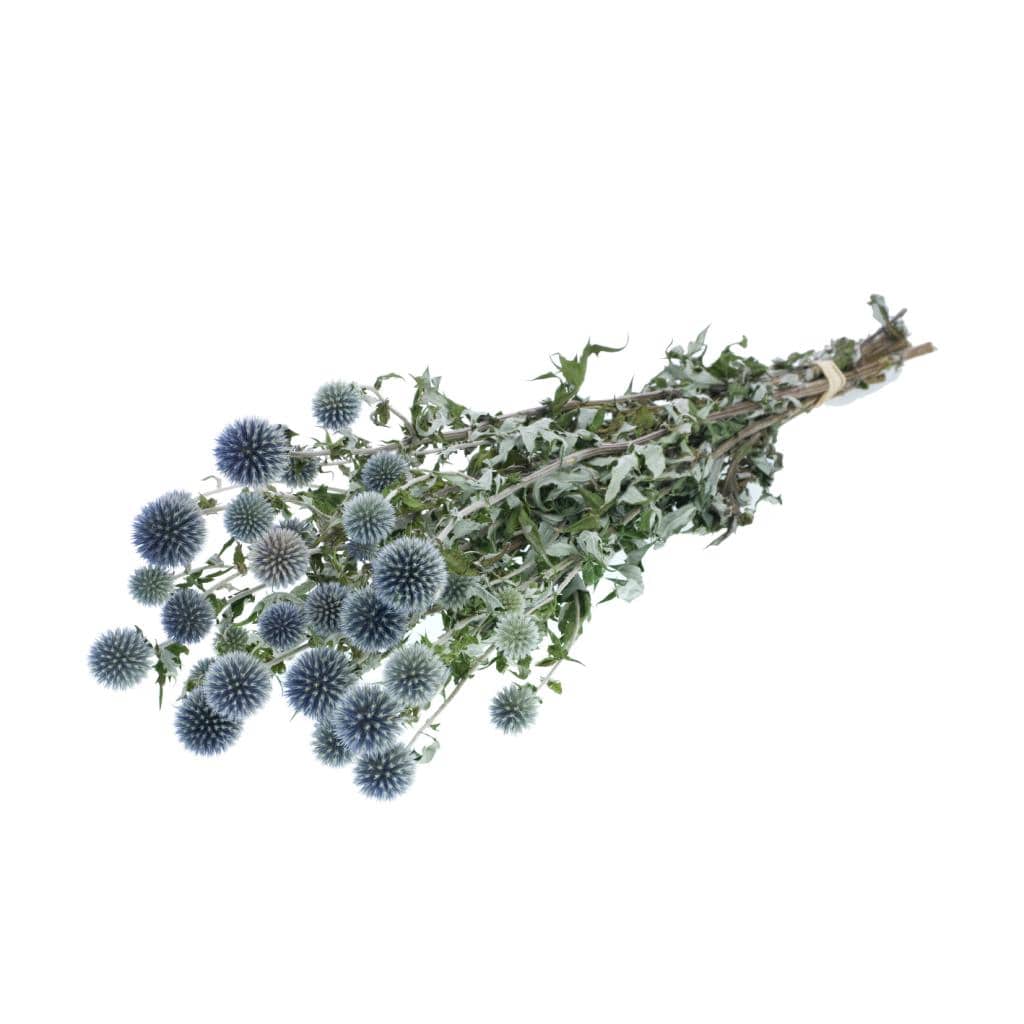 Idlewild Floral Co. Blue Globe Thistle