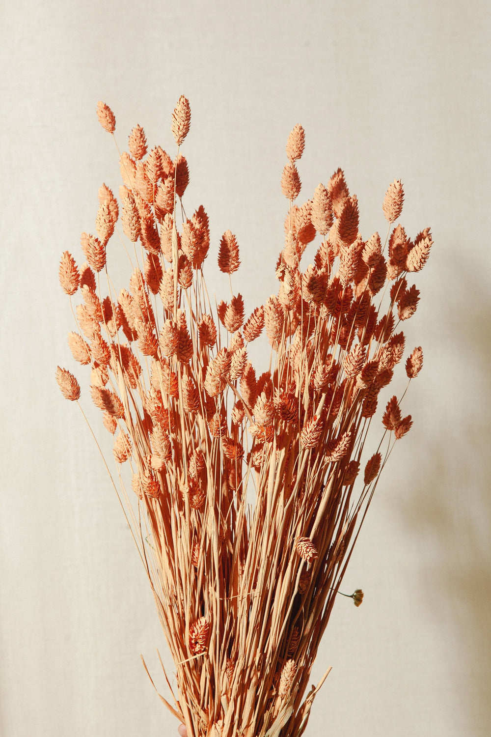 Idlewild Floral Co. Bunches Coral Phalaris