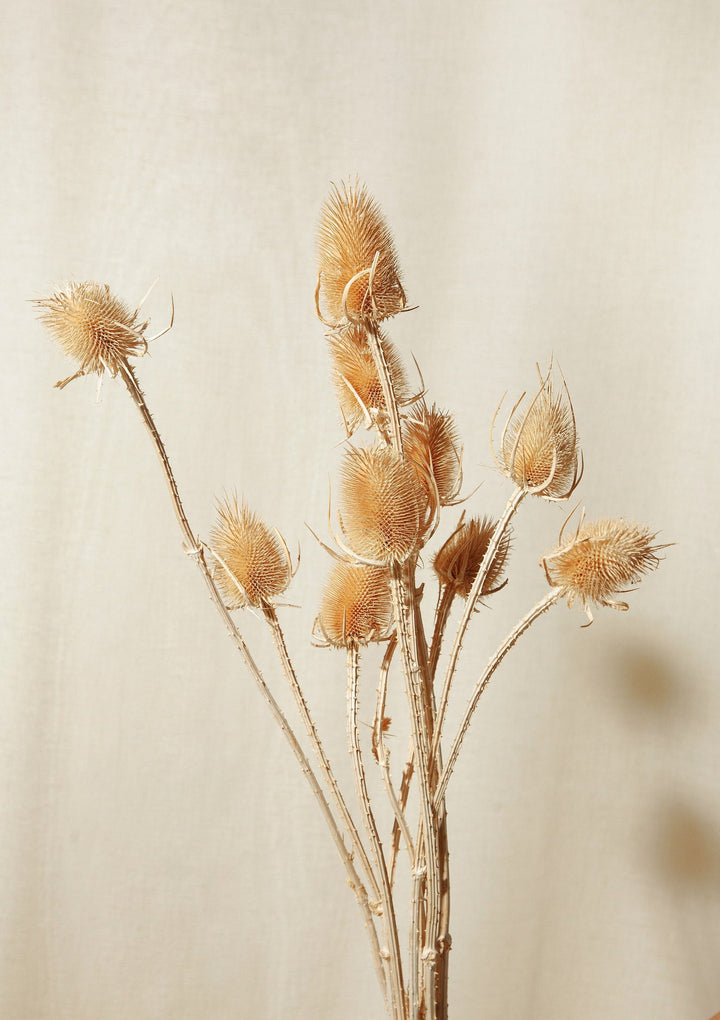 Idlewild Floral Co. Bunches Cream Thistle