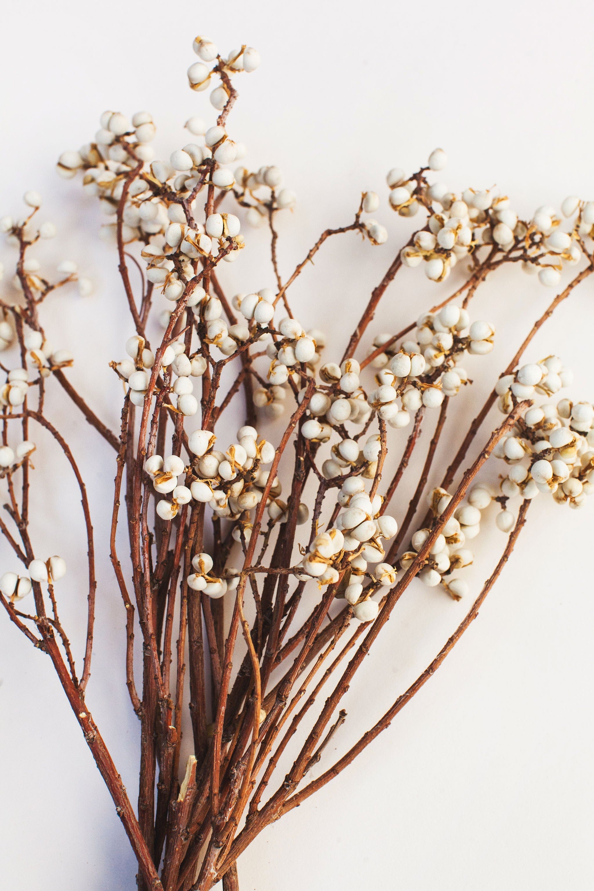 Mini Dried Tallow Berries Idlewild Floral Co.