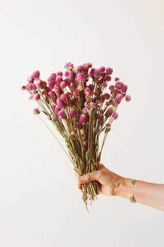 Idlewild Floral Co. Fuchsia Globe Amaranth