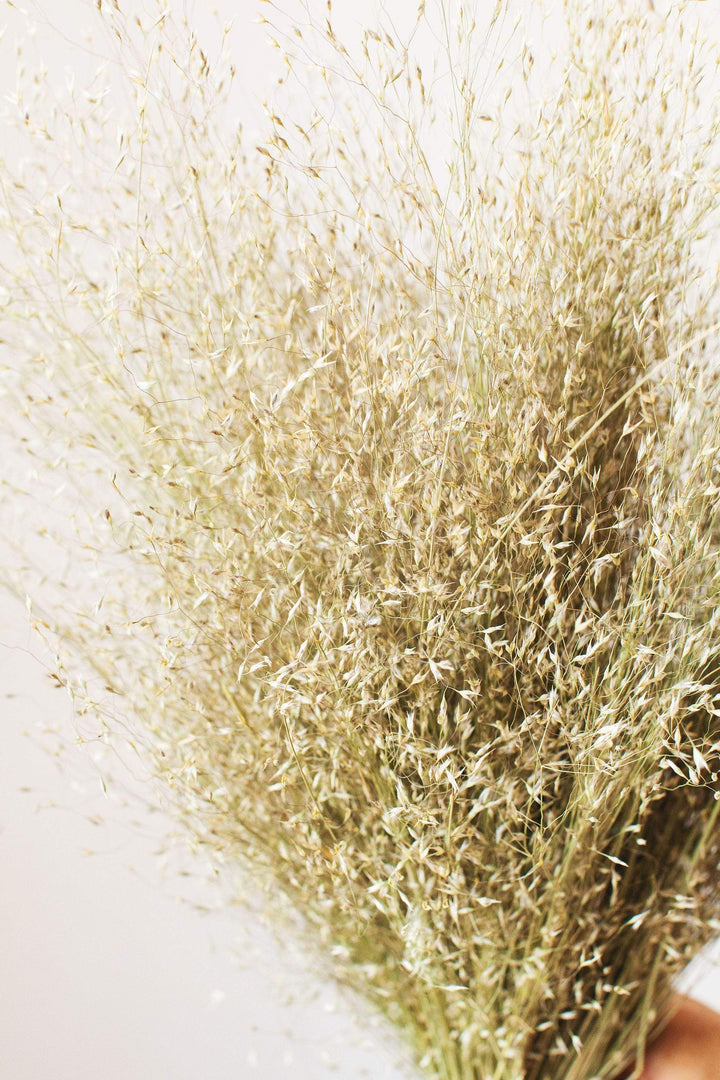 Idlewild Floral Co. Indian Rice Grass
