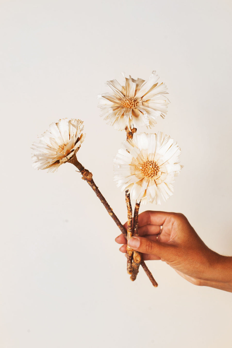 Idlewild Floral Co. Large dried protea rosette