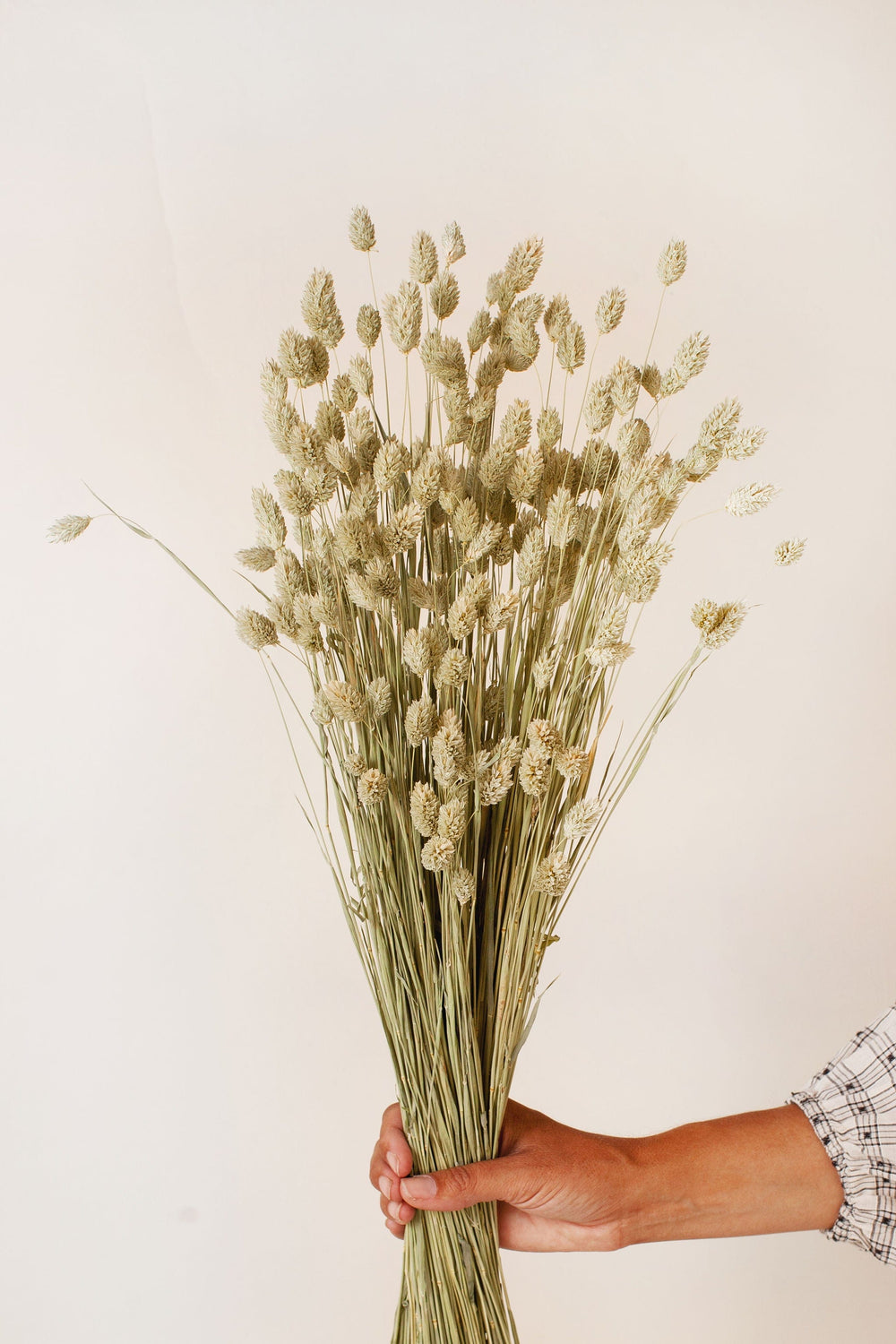 Idlewild Floral Co. Natural Phalaris Grass
