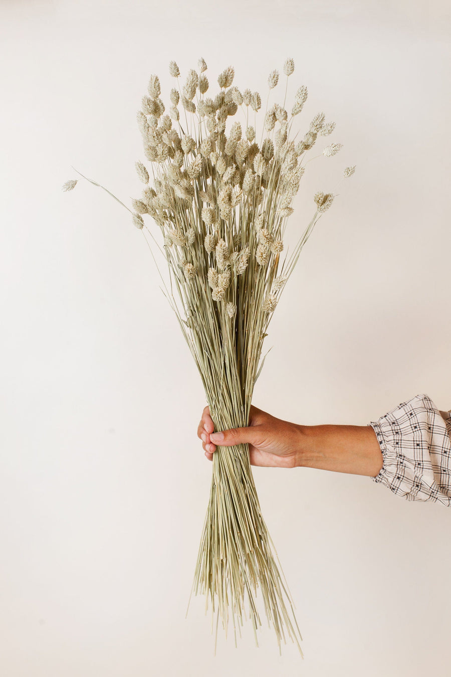 Idlewild Floral Co. Natural Phalaris Grass