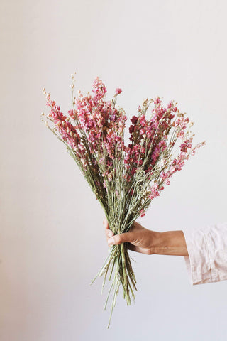 Idlewild Floral Co. Pink Larkspur