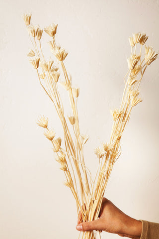 Idlewild Floral Co. White Nigella