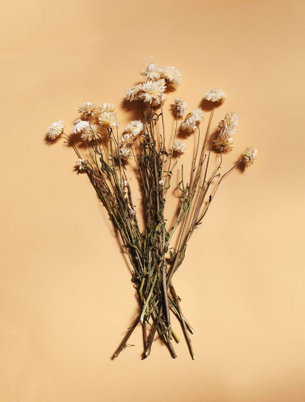 Idlewild Floral Co. White Strawflower