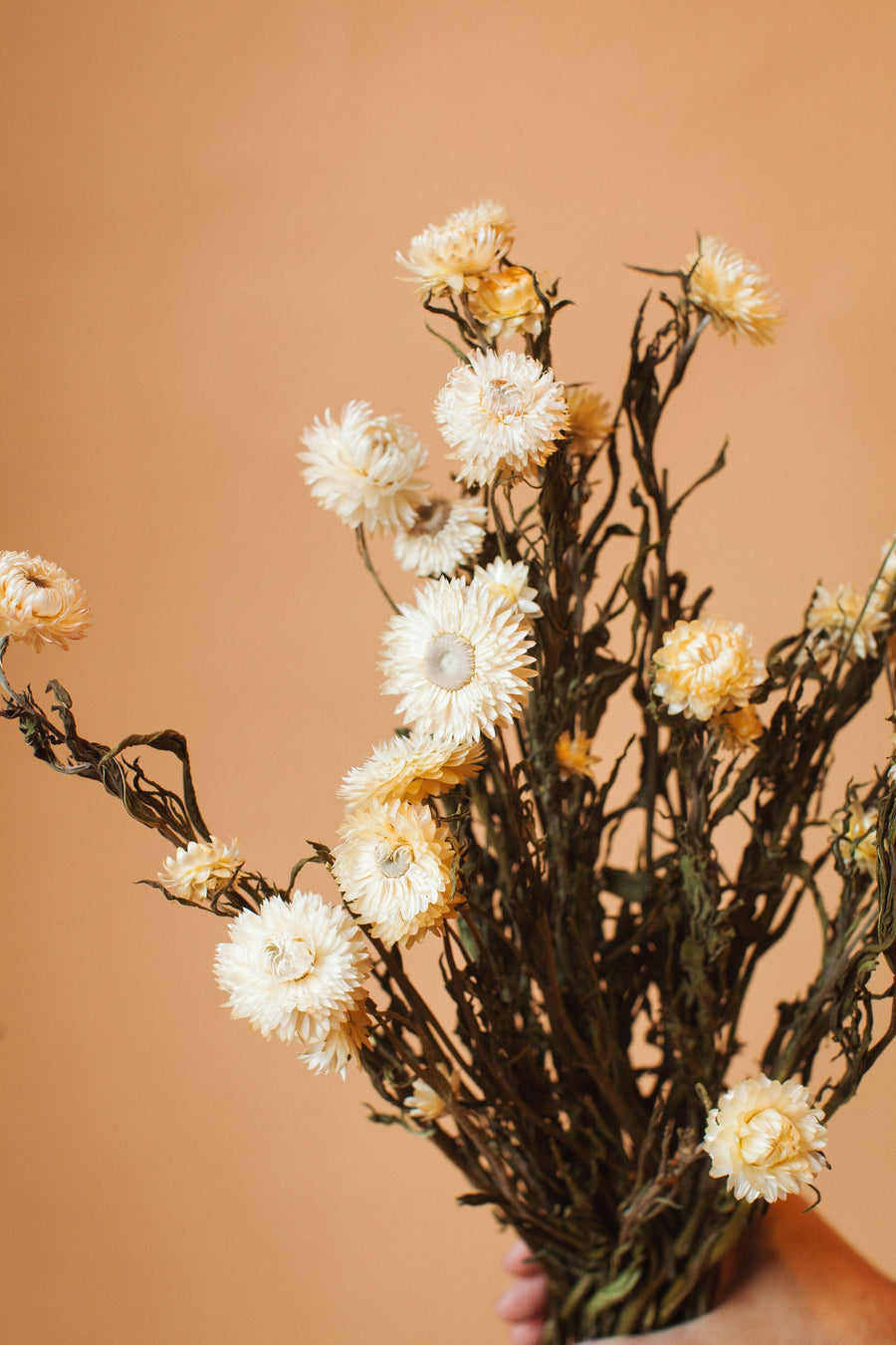 Idlewild Floral Co. White Strawflower