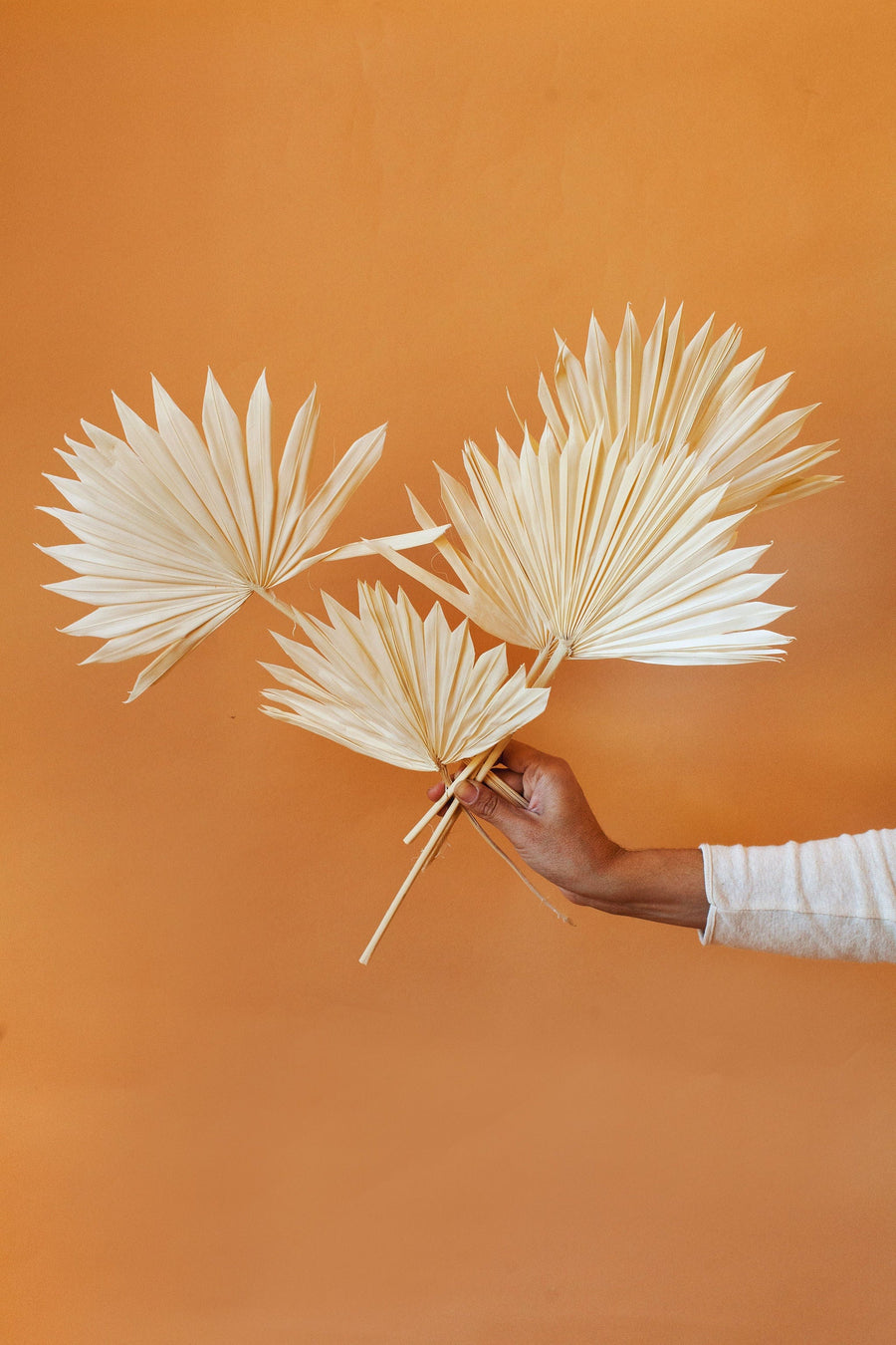 Idlewild Floral Co. White Sun Palms