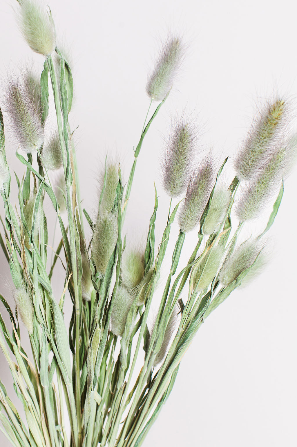 Green Dried Flowers