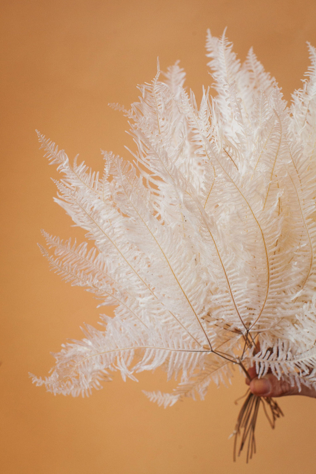 White Dried and Preserved Flowers