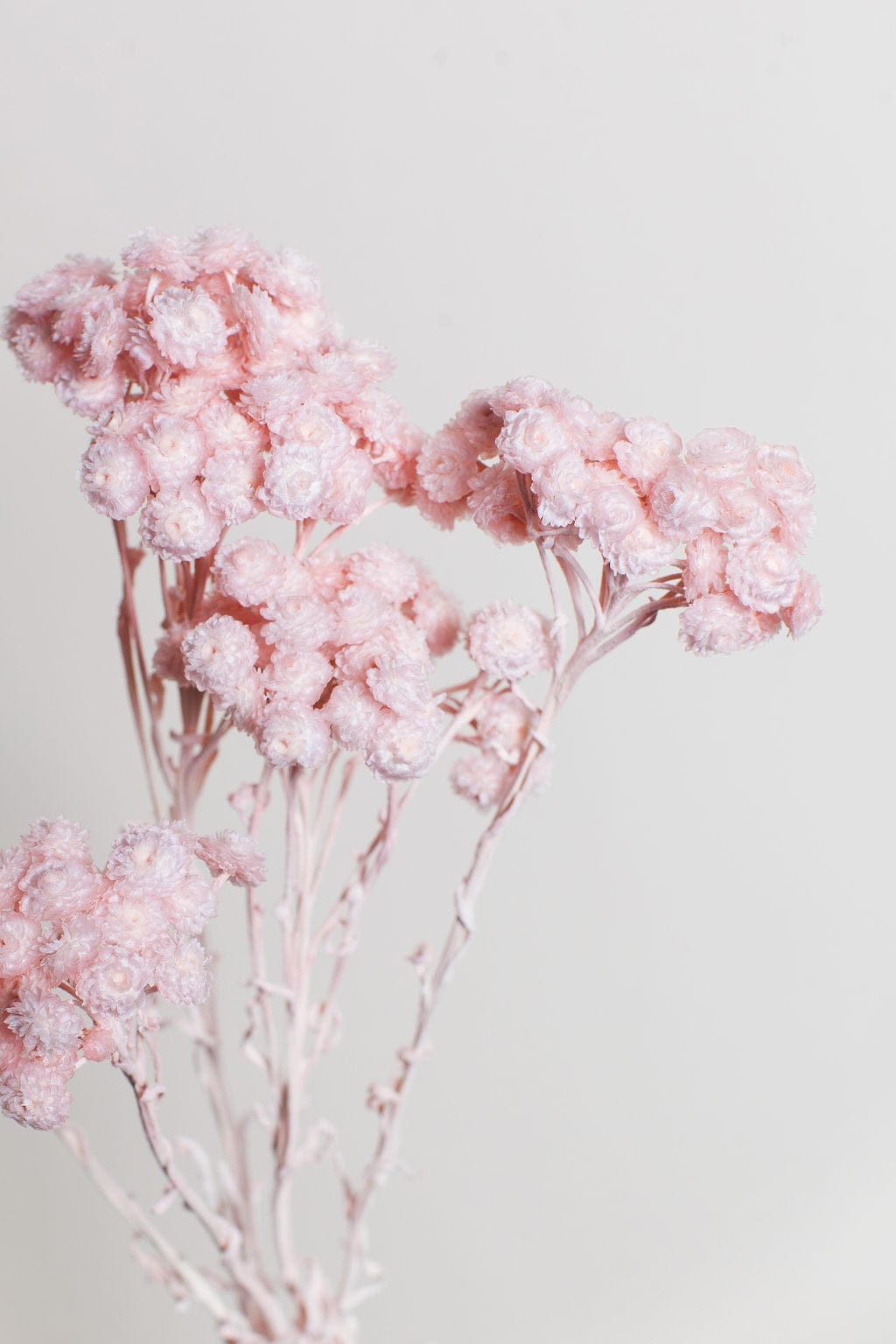 Pink and Blush Dried Flowers