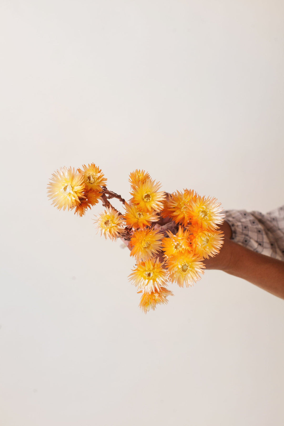 Yellow and Mustard Dried Flowers