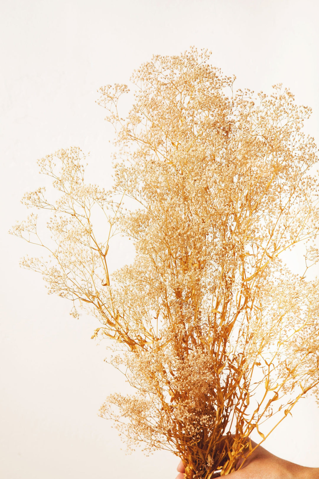 Tan and Brown Dried Flower Bunches