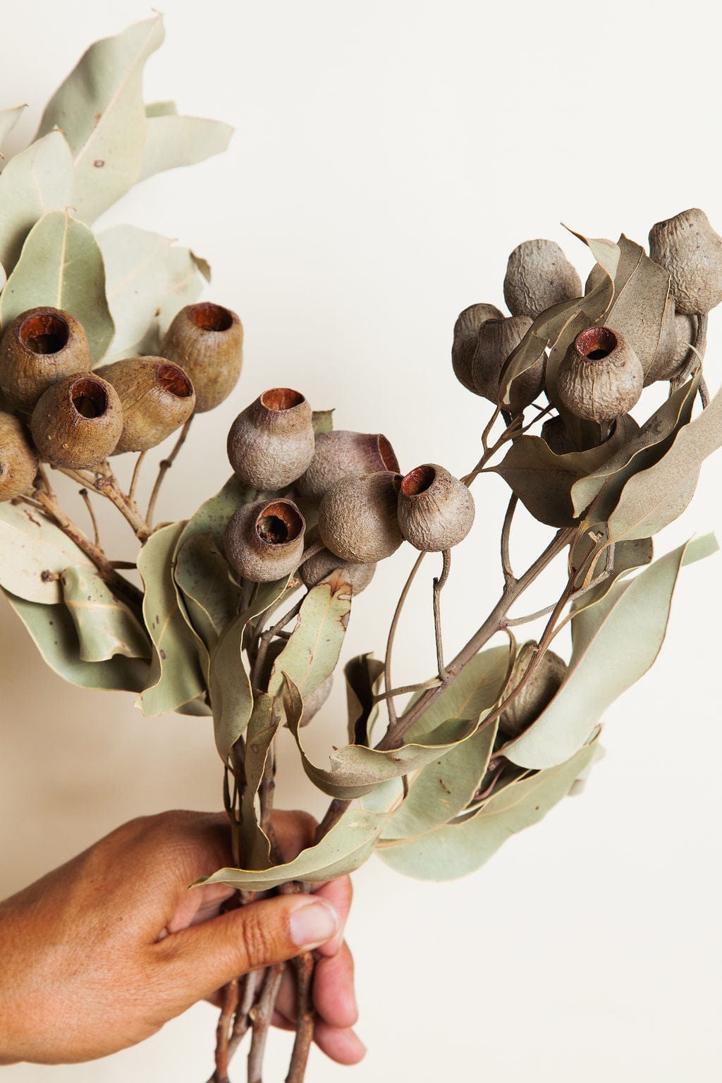 Dried and Preserved Flower Bunches