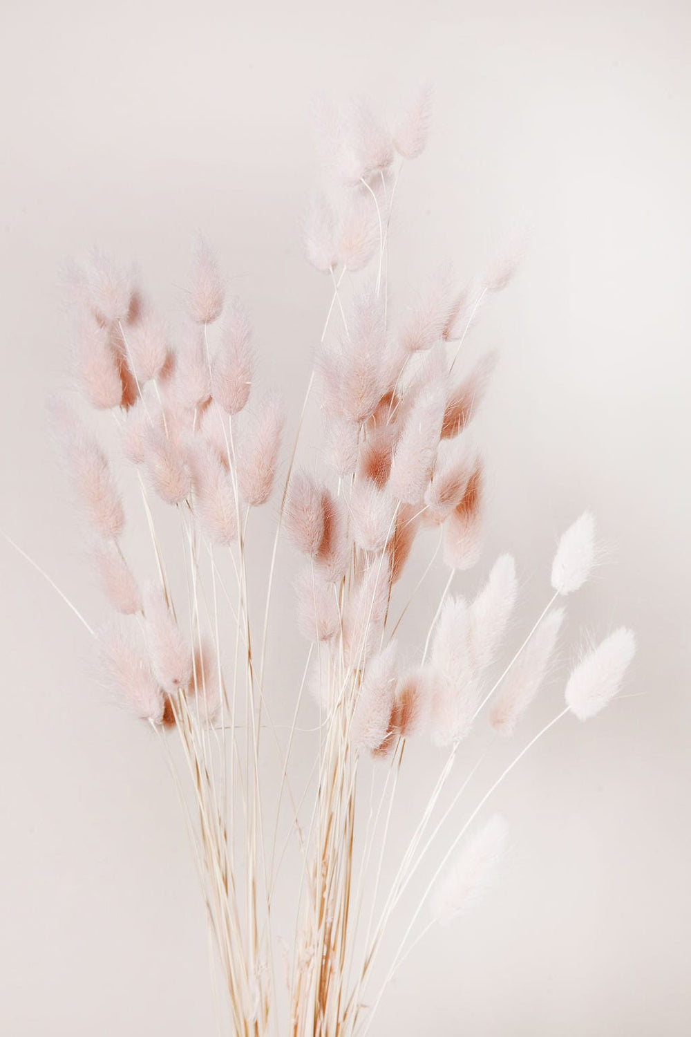 Idlewild Floral Co. Bunches Blush Bunny Tail