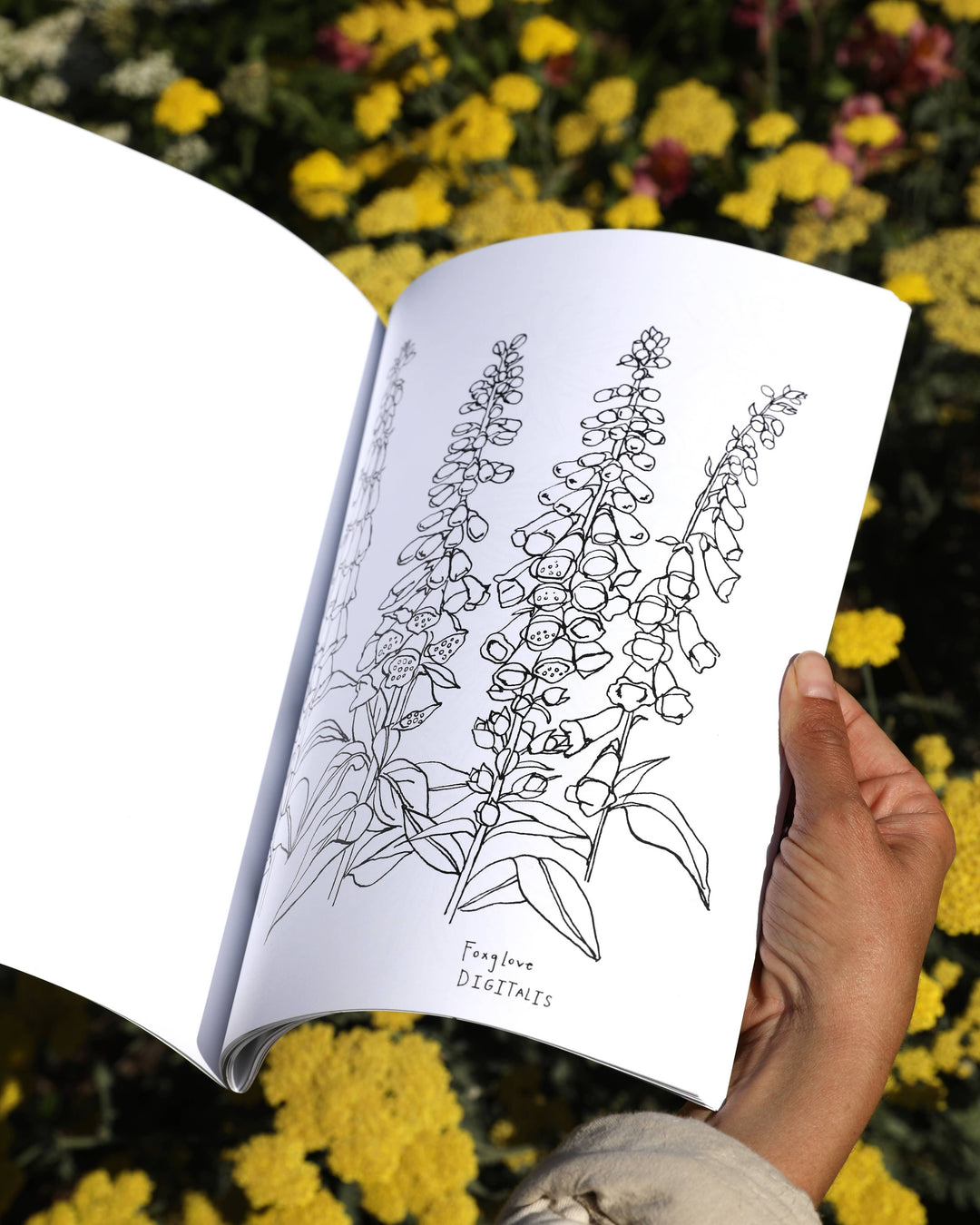 Buds Along the Path Coloring Book send a bouquet- the best flower delivery