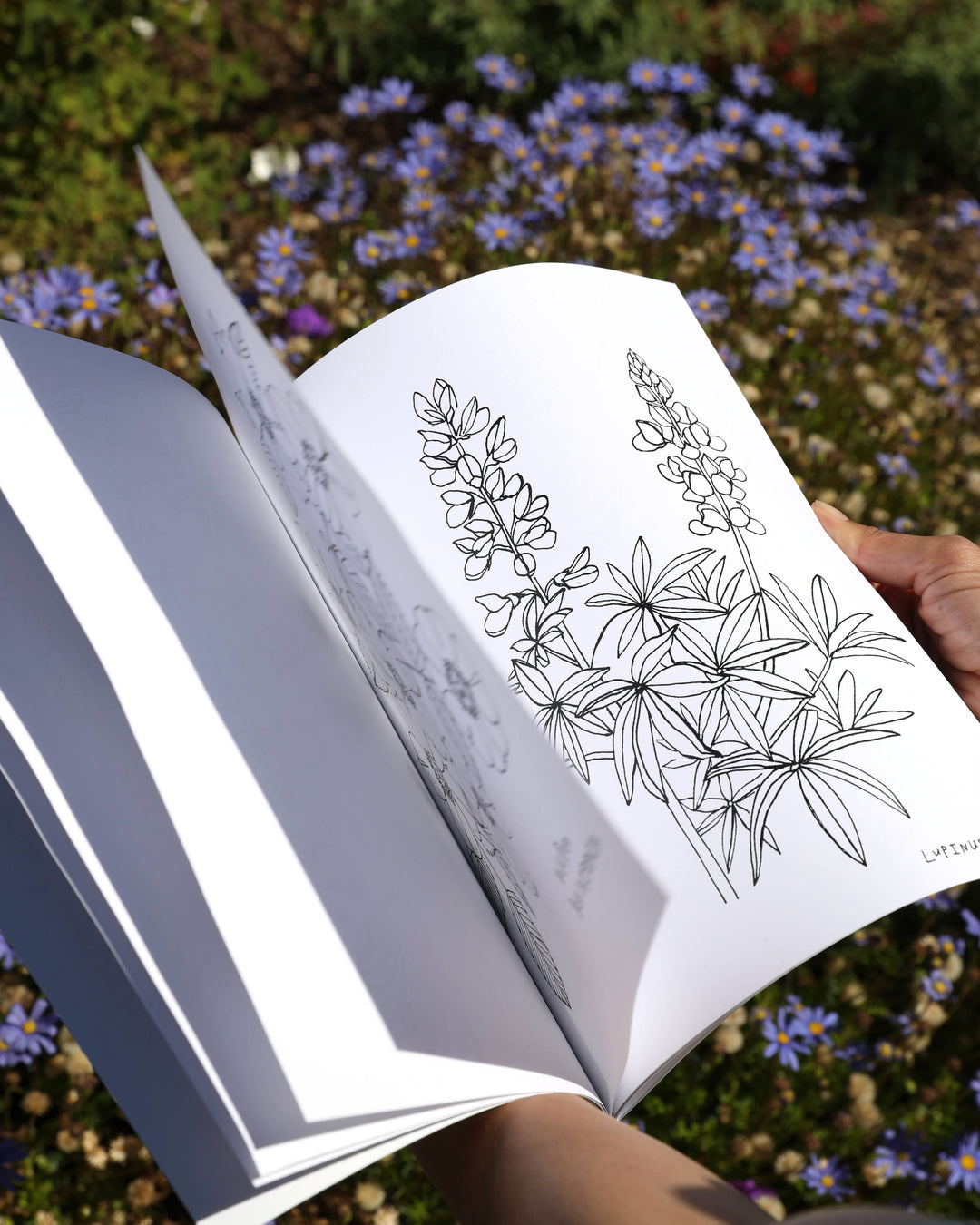 Buds Along the Path Coloring Book send a bouquet- the best flower delivery