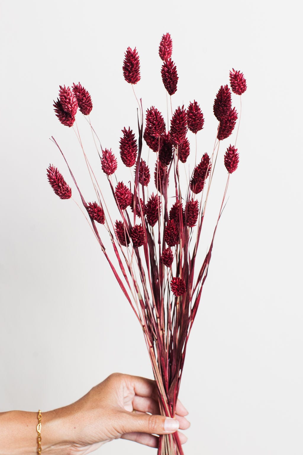 Idlewild Floral Co. Bunches Burgundy Dried Phalaris Grass