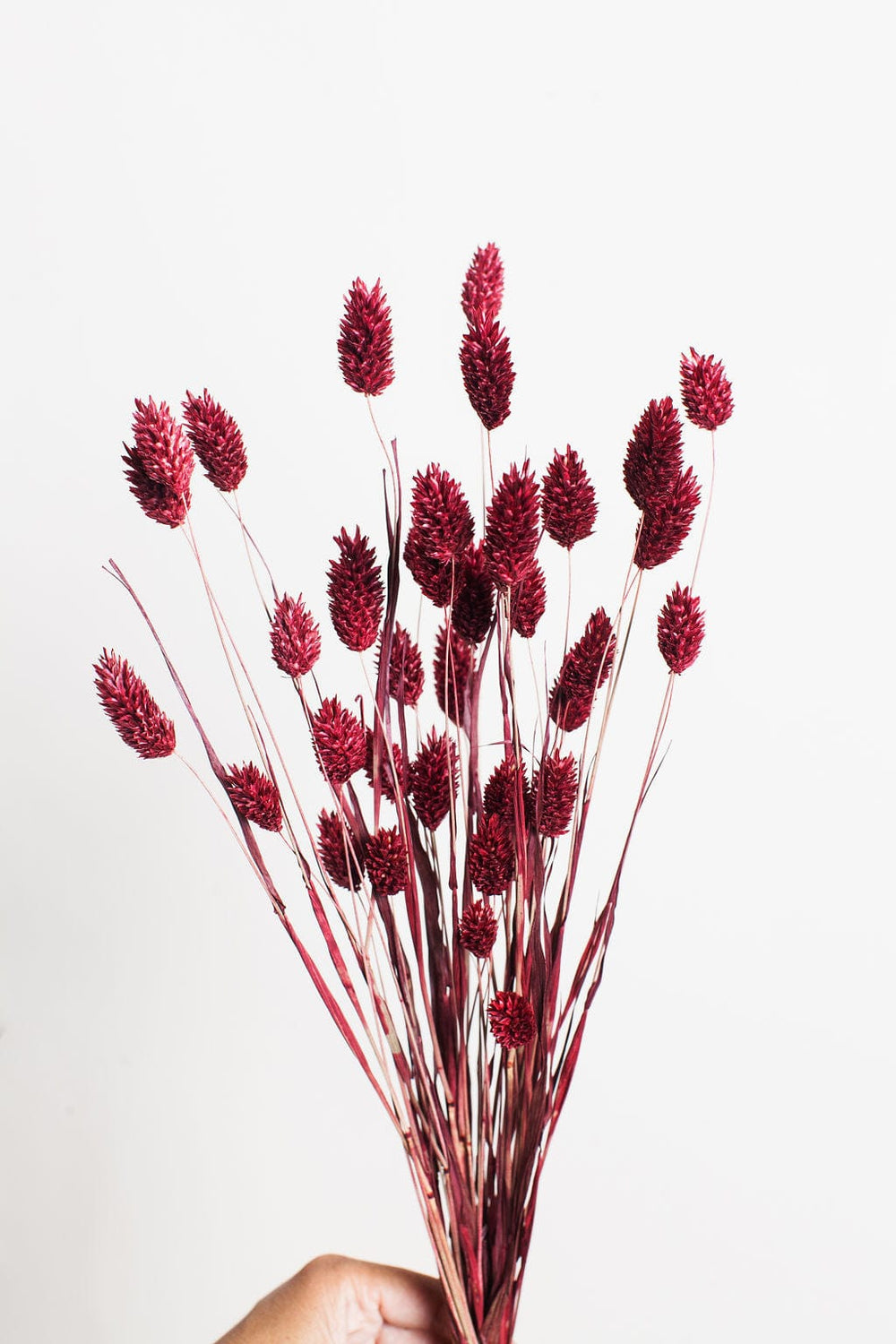 Idlewild Floral Co. Bunches Burgundy Dried Phalaris Grass