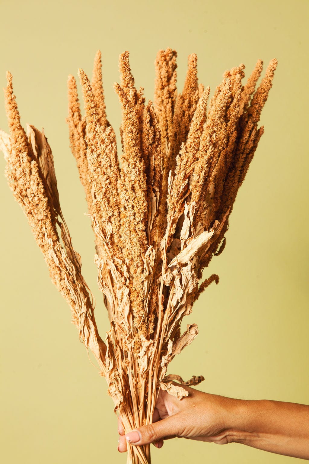 Idlewild Floral Co. Bunches Coral Amaranth