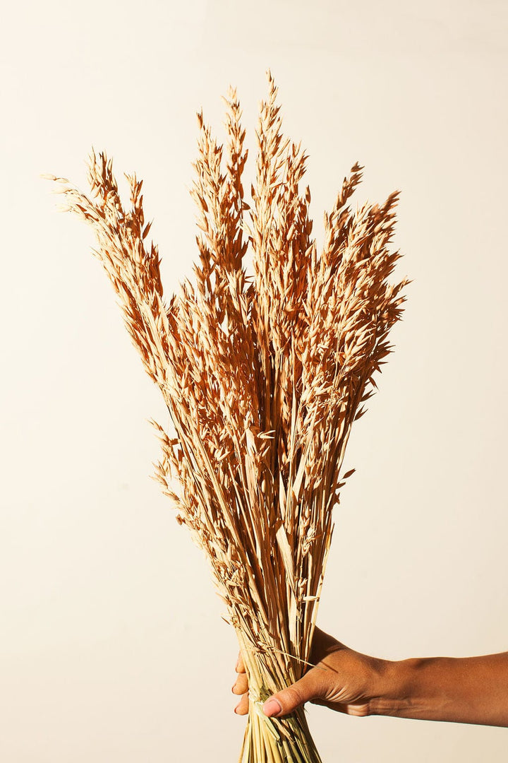 Idlewild Floral Co. Coral Aveena Oats