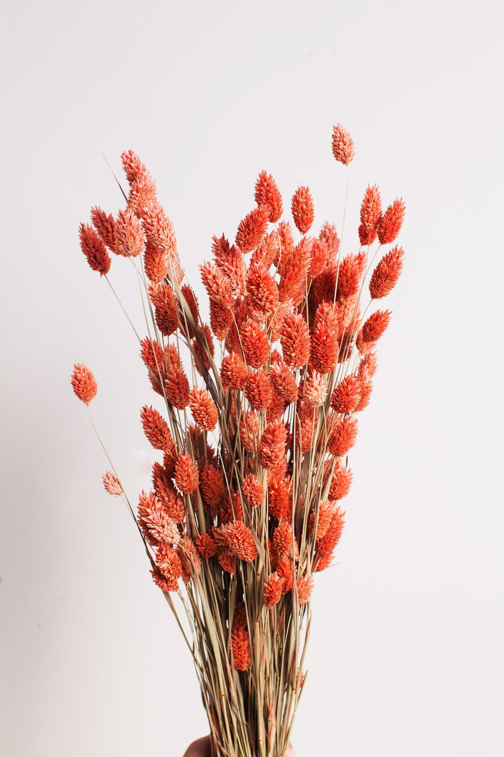 Bunches Coral Phalaris send a bouquet- the best flower delivery