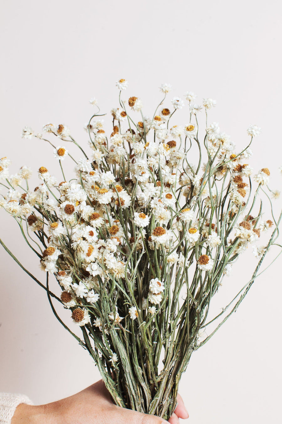 Bunches Dried Ammobium Daisy send a bouquet- the best flower delivery