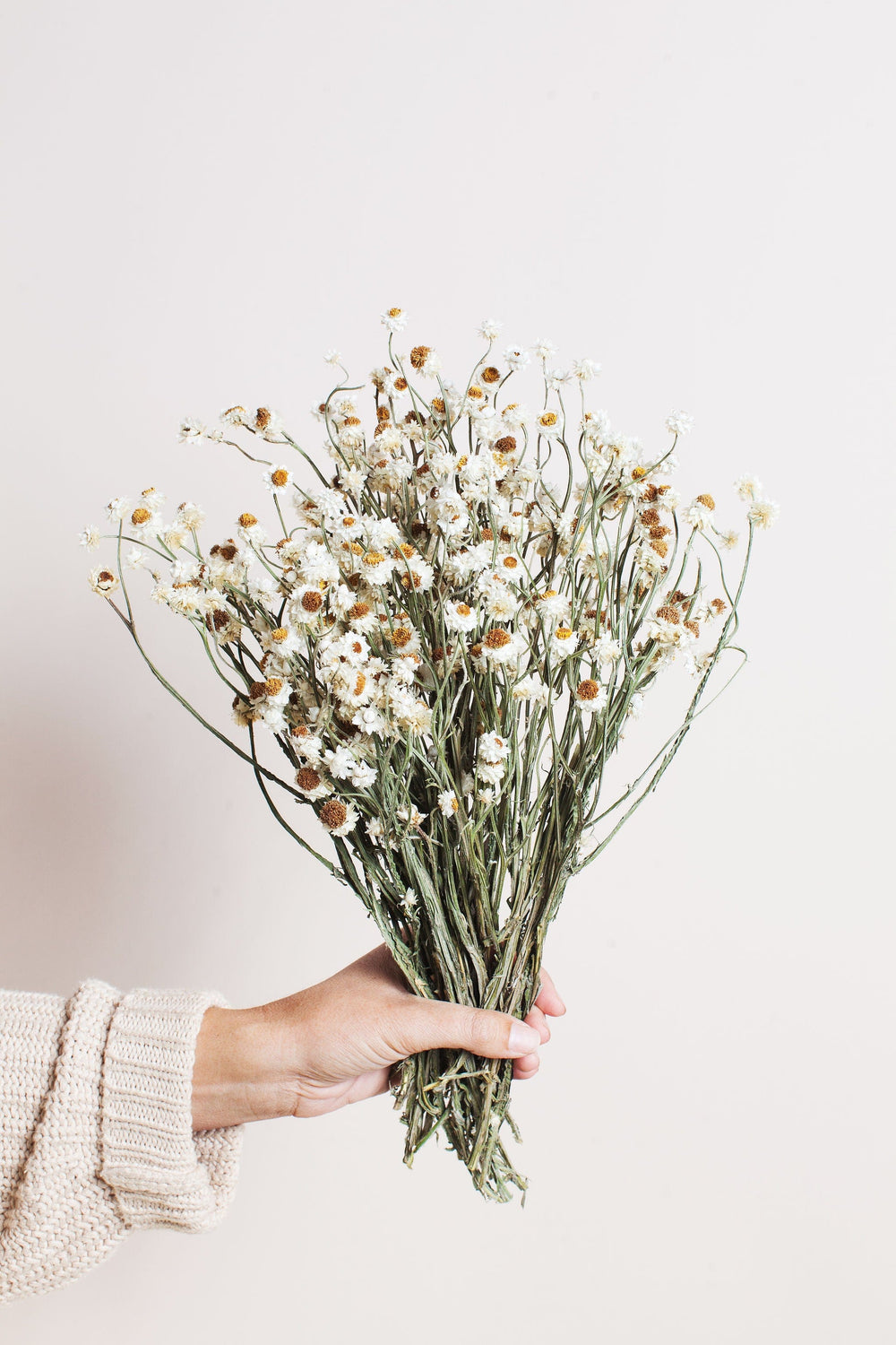 Bunches Dried Ammobium Daisy send a bouquet- the best flower delivery